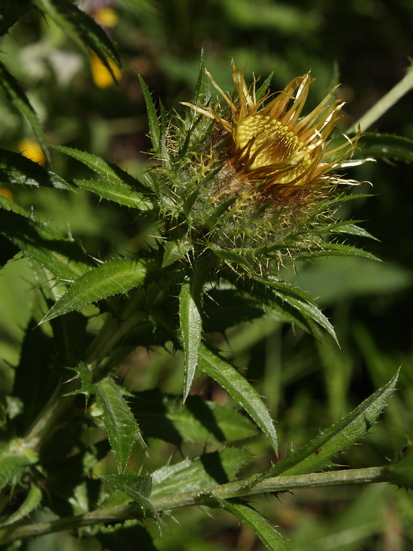 Изображение особи Carlina fennica.