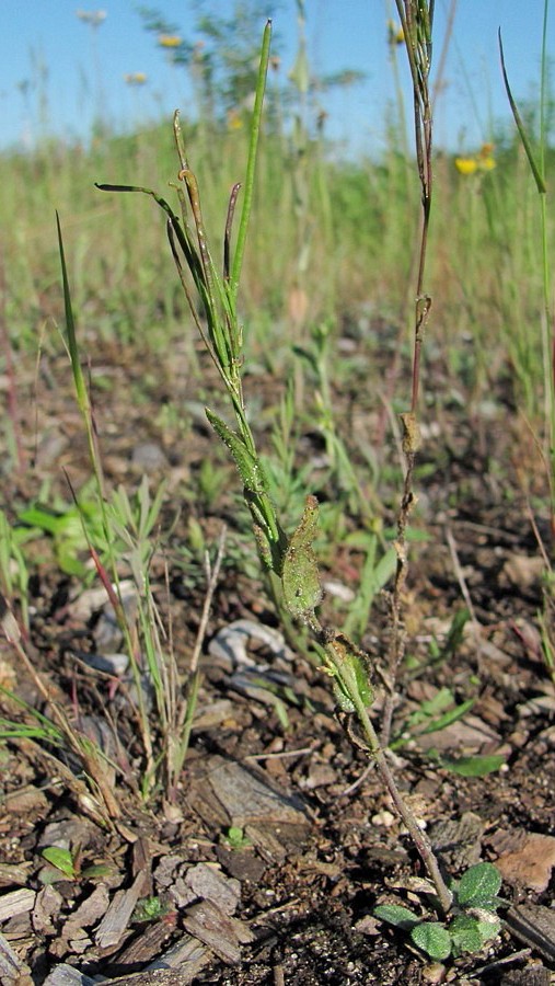 Image of Arabis borealis specimen.