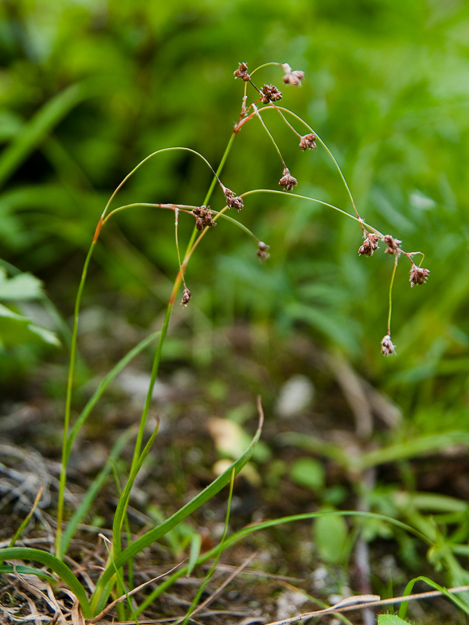 Image of Luzula arcuata specimen.