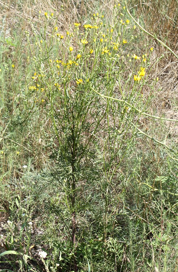 Изображение особи Senecio borysthenicus.