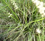 Pennisetum orientale. Нижняя часть растения. Копетдаг, Чули. Май 2011 г.