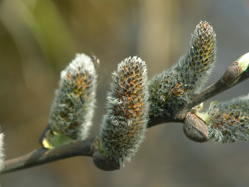 Image of Salix cinerea specimen.