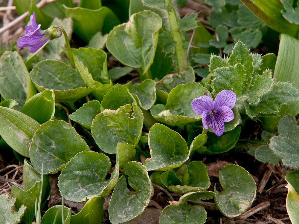 Image of Viola langsdorfii specimen.