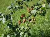 Pyrus ussuriensis. Ветвь с плодами. Приморье, окр. Артёма, Владивостокский аэропорт \"Кневичи\". 24.08.2009.