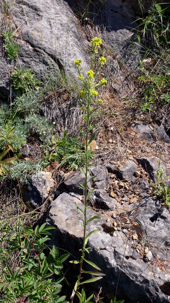 Image of Erysimum cheiranthoides specimen.