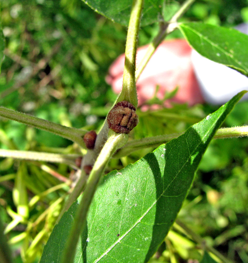 Изображение особи Fraxinus pennsylvanica.