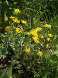 Hieracium maculatum