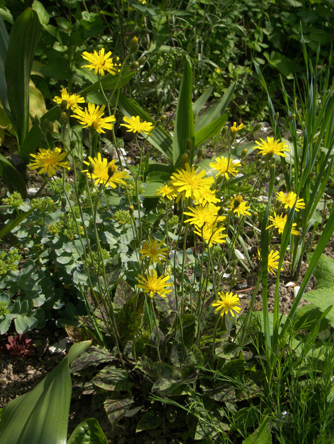 Image of Hieracium maculatum specimen.