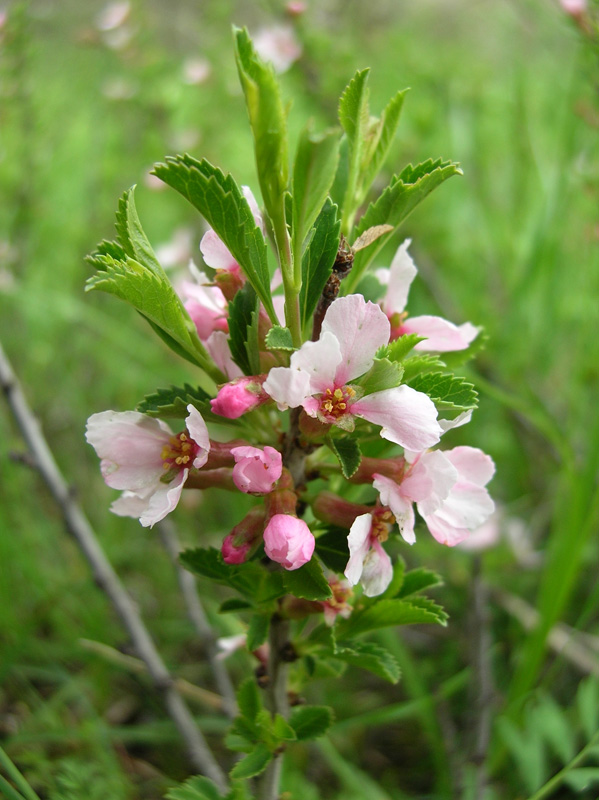 Изображение особи Cerasus tianshanica.