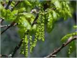Quercus robur. Ветвь с мужскими соцветиями. Чувашия, окр. г. Шумерля, окраина Низкого поля. 5 мая 2012 г.