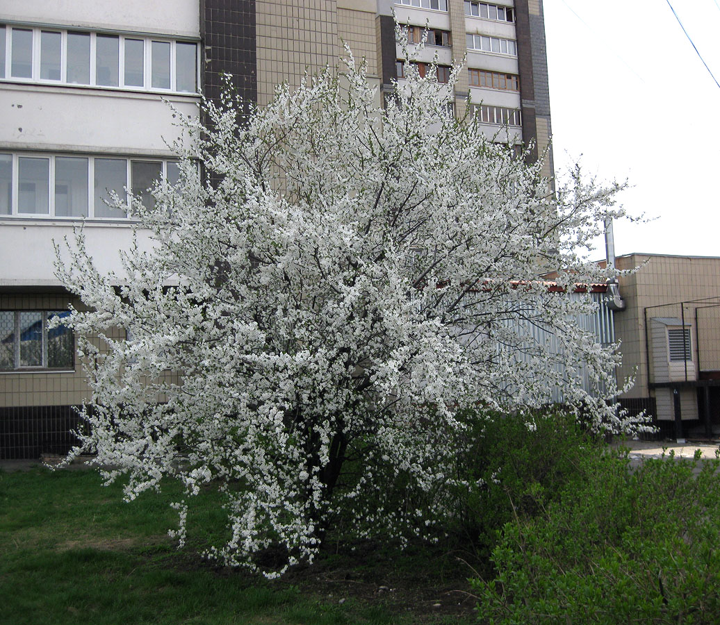 Image of Prunus cerasifera specimen.