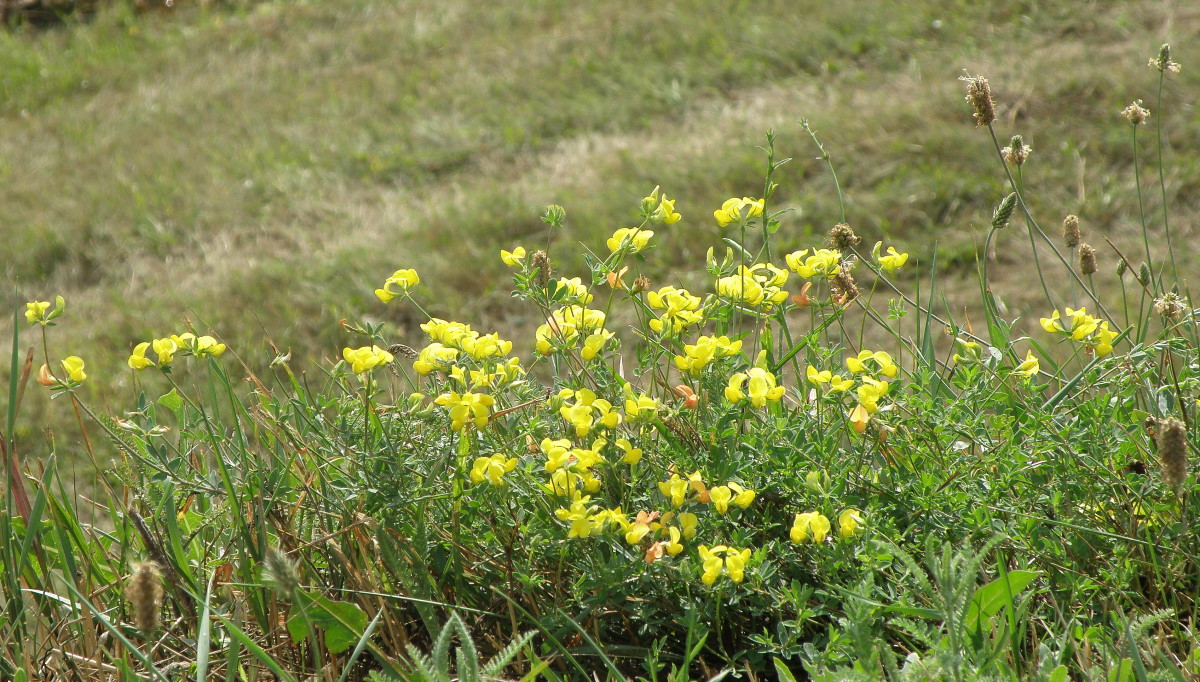 Image of Lotus arvensis specimen.