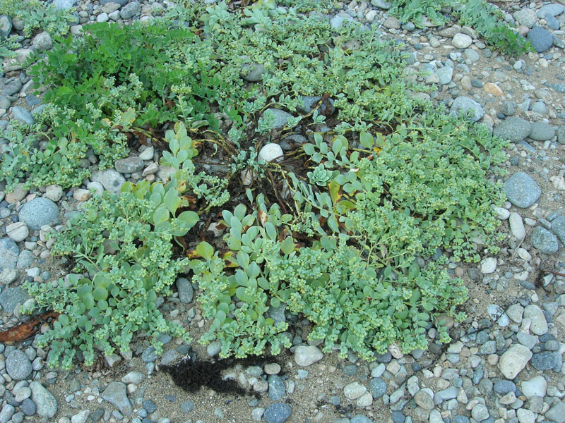 Image of Mertensia maritima specimen.