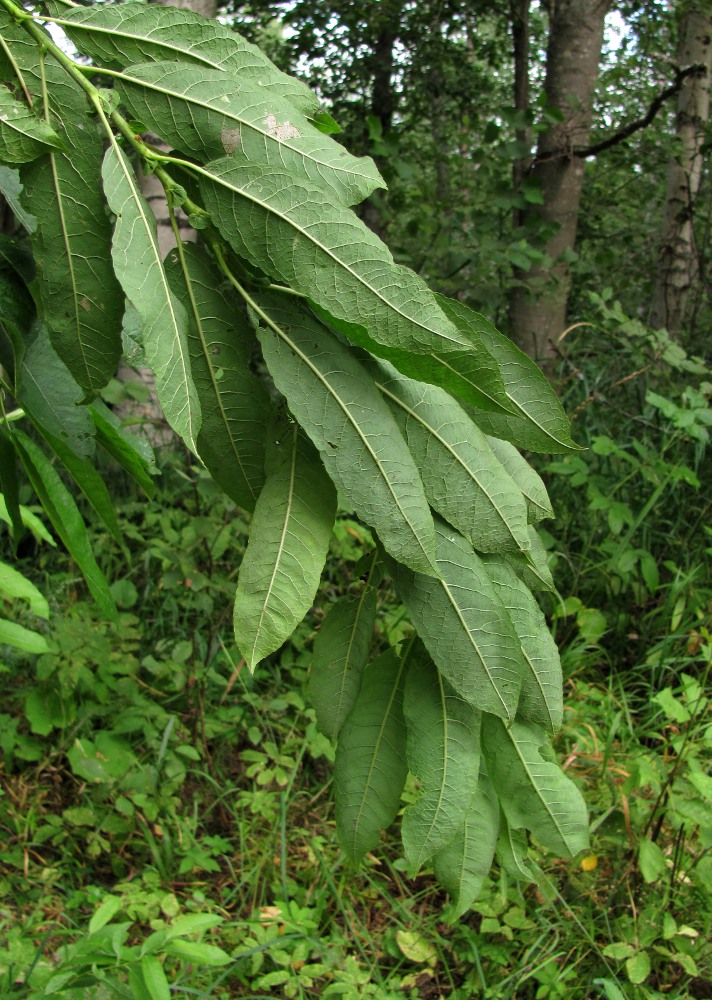 Image of Salix &times; tetrapla specimen.