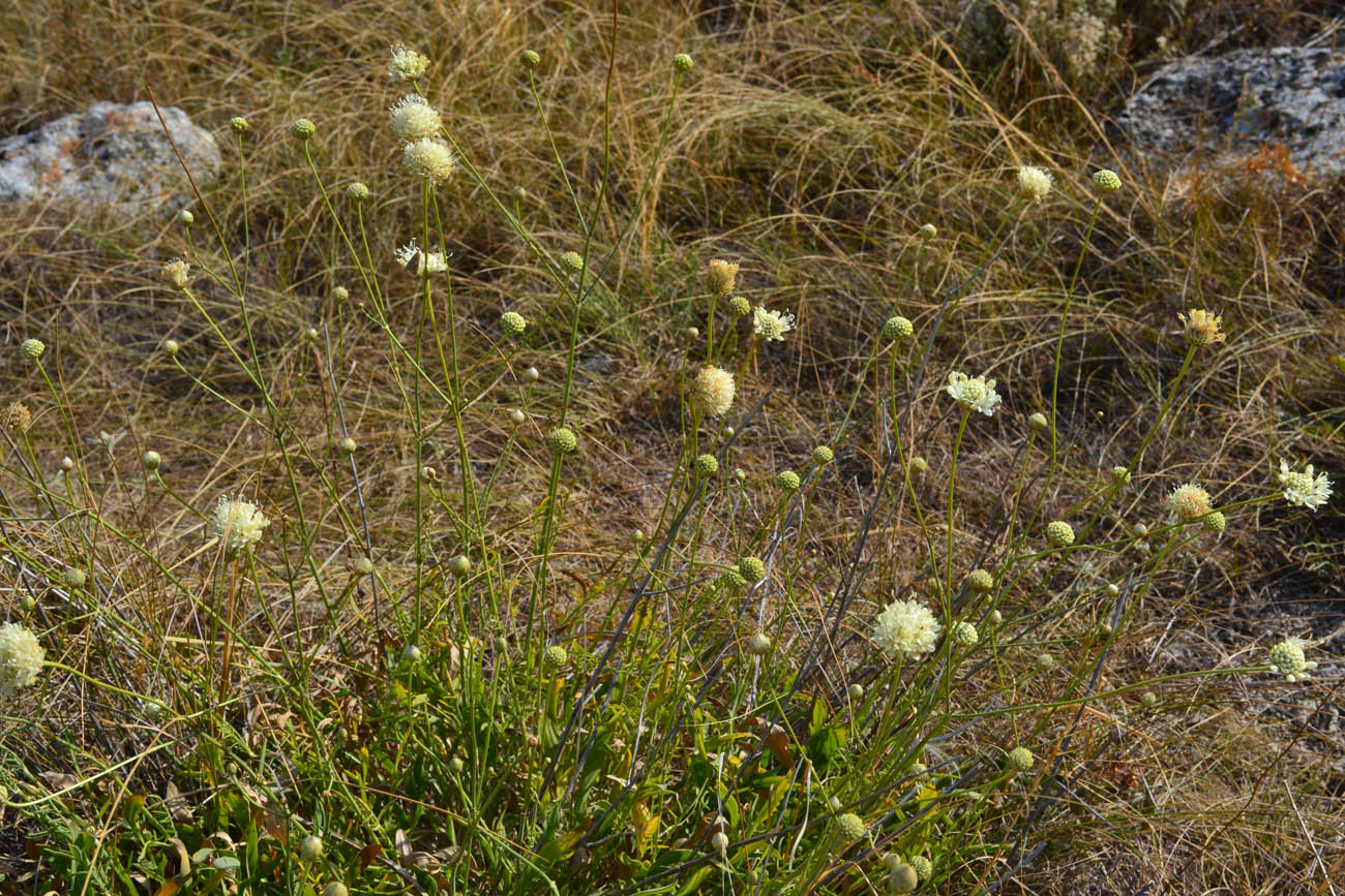 Image of Cephalaria uralensis specimen.