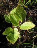 Archangelica officinalis. Лист ювенильного растения. Кольский п-ов, Восточный Мурман, Дальние Зеленцы, антропогенный пустырь перед Большим Домом. 10.09.2012.