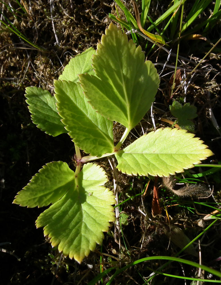 Изображение особи Archangelica officinalis.