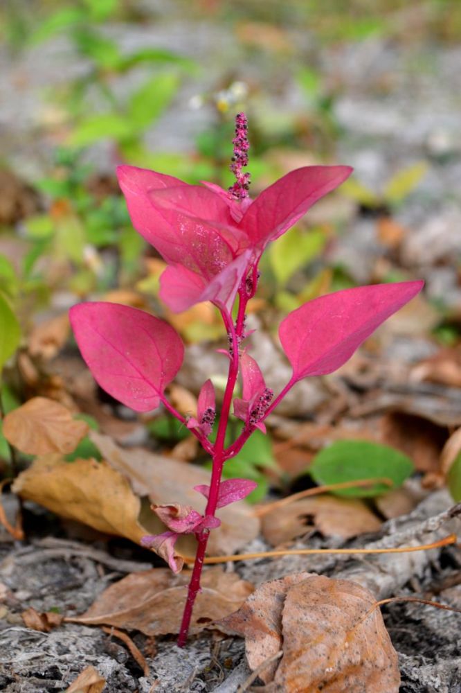 Изображение особи Lipandra polysperma.