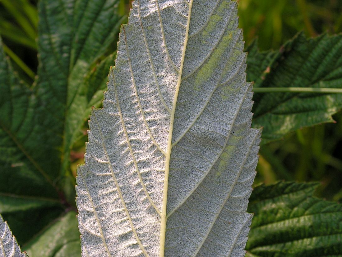 Изображение особи Filipendula palmata.