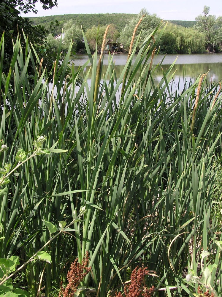 Image of Typha &times; glauca specimen.