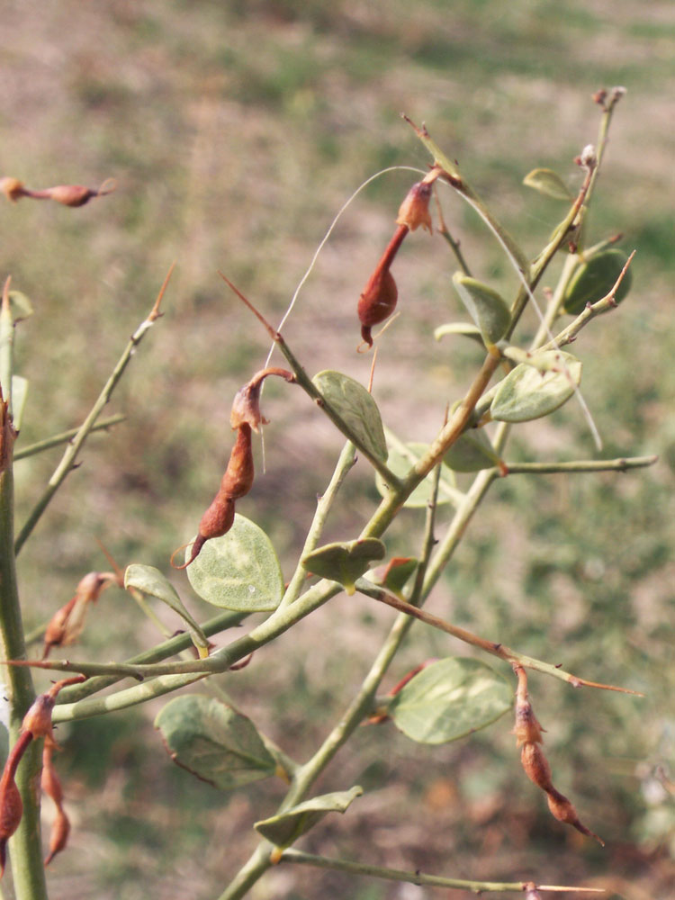 Image of Alhagi sparsifolia specimen.