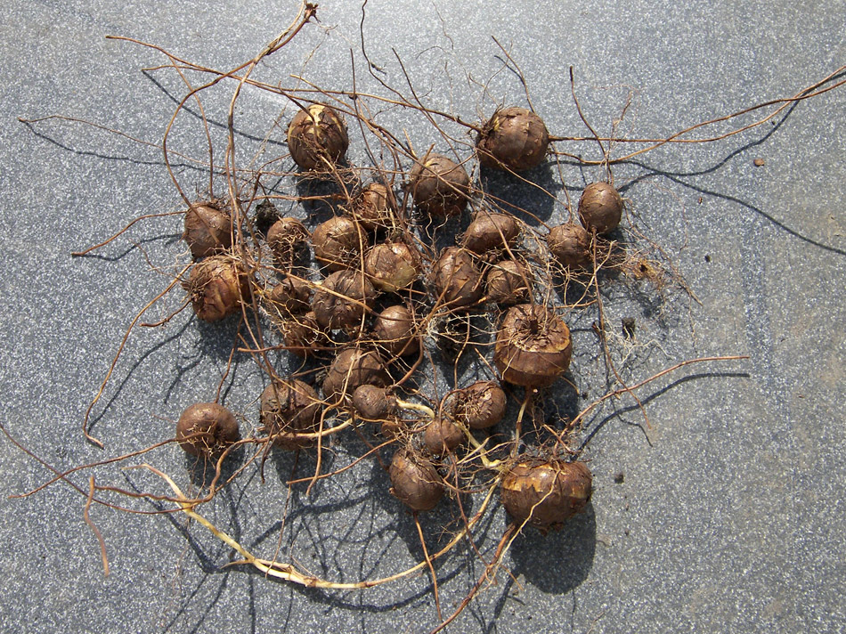 Image of Crocosmia aurea specimen.