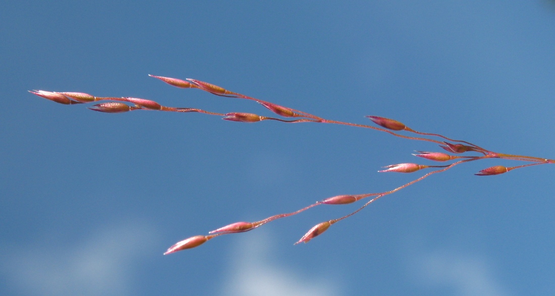 Image of Agrostis clavata specimen.