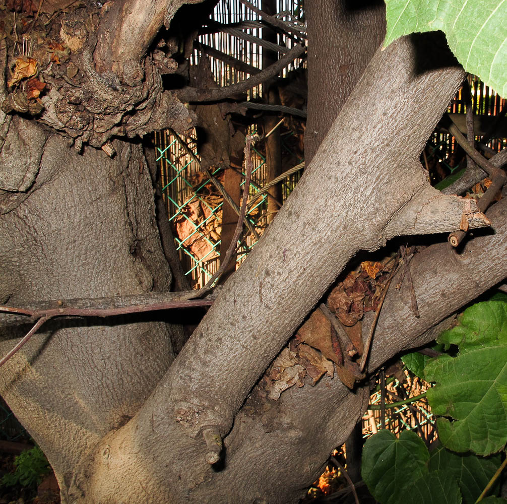 Image of Dombeya &times; cayeuxii specimen.