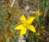 Hypericum perforatum