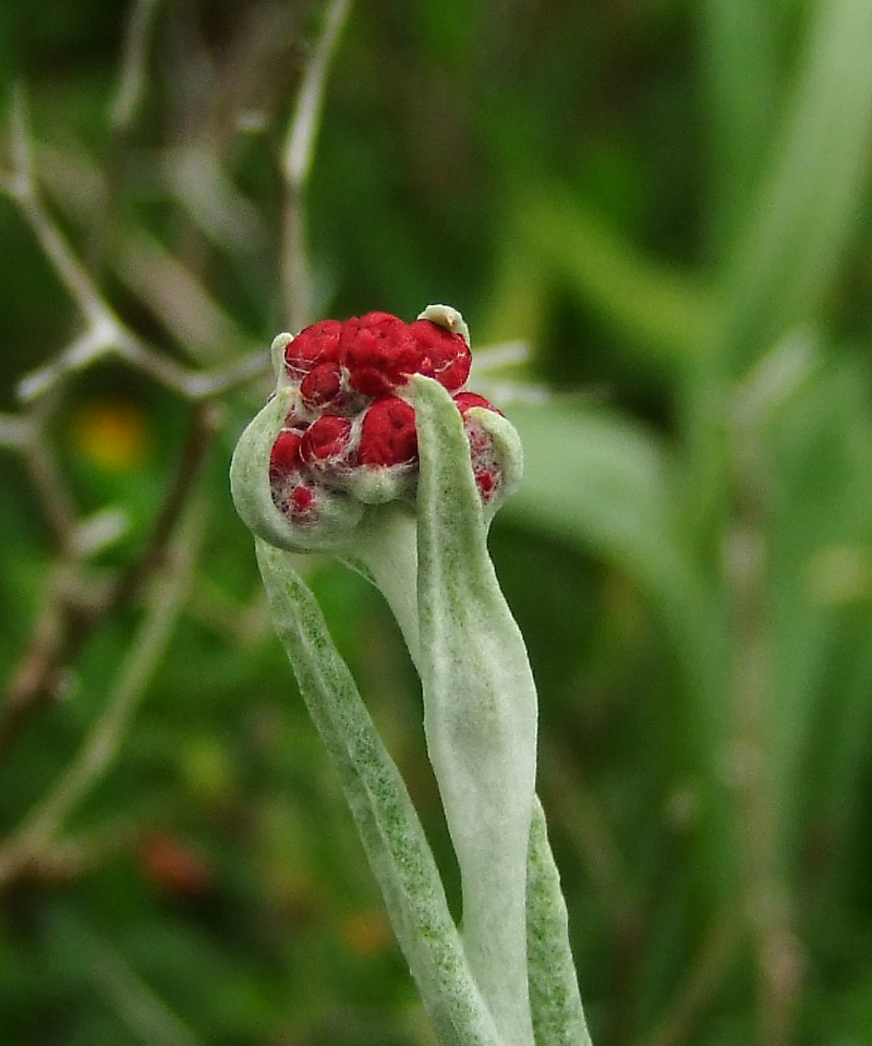 Image of Helichrysum sanguineum specimen.