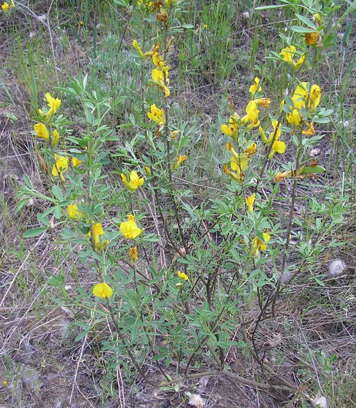 Image of Chamaecytisus borysthenicus specimen.