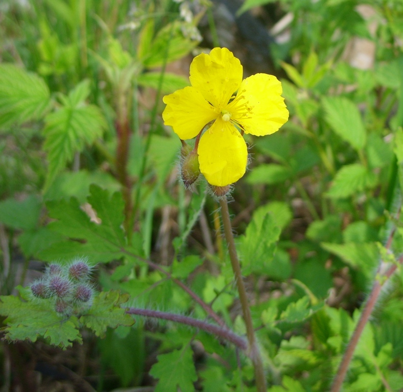 Image of Chelidonium asiaticum specimen.