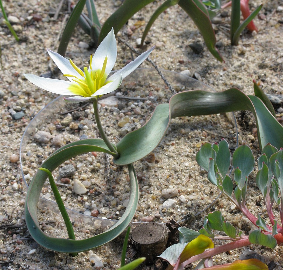 Image of Tulipa orthopoda specimen.