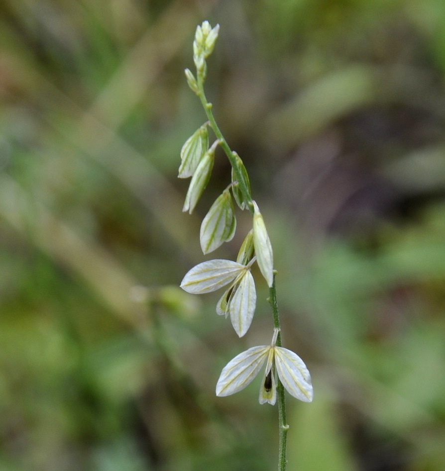 Image of genus Polygala specimen.