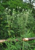 Echinops sphaerocephalus. Расцветающие растения. Крым, Белогорский р-н, окр. с. Земляничное, у дороги. 23 июня 2013 г.