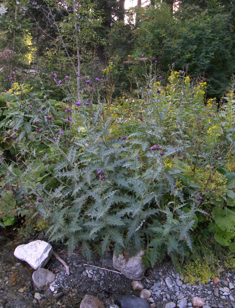 Изображение особи Cirsium uliginosum.