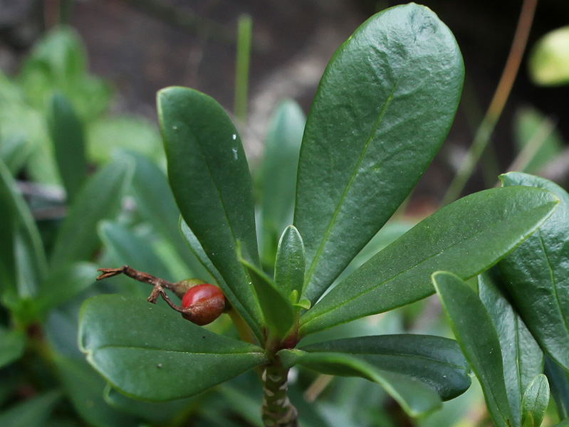 Image of Daphne glomerata specimen.