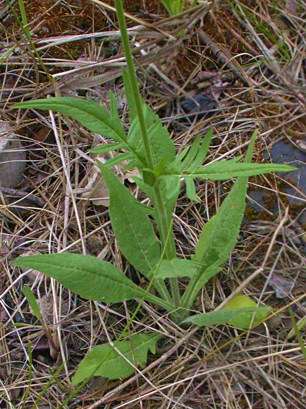 Image of Knautia arvensis specimen.