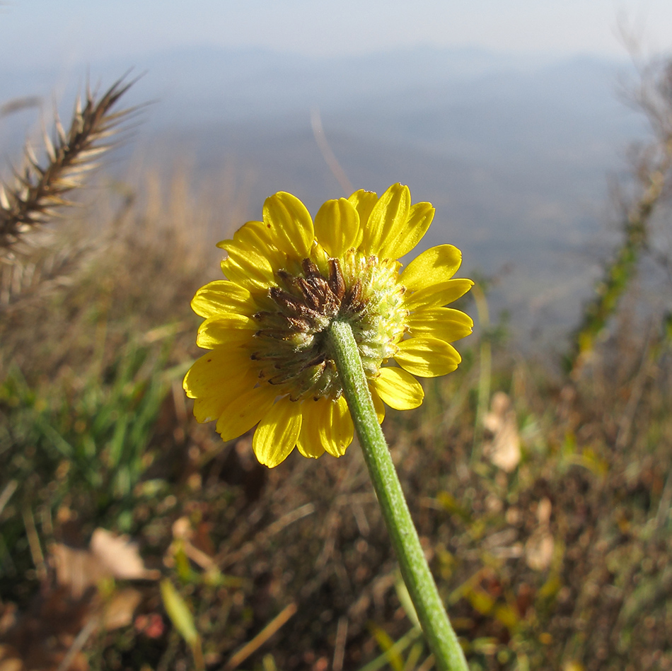 Image of Anthemis tinctoria specimen.