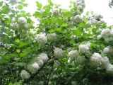 Viburnum opulus f. roseum