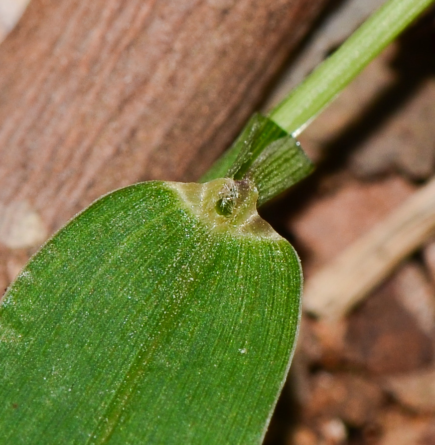 Image of Setaria adhaerens specimen.