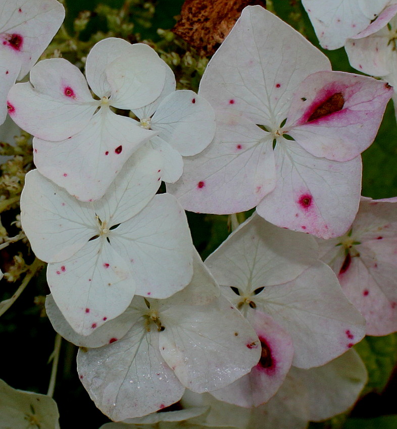 Image of Hydrangea quercifolia specimen.