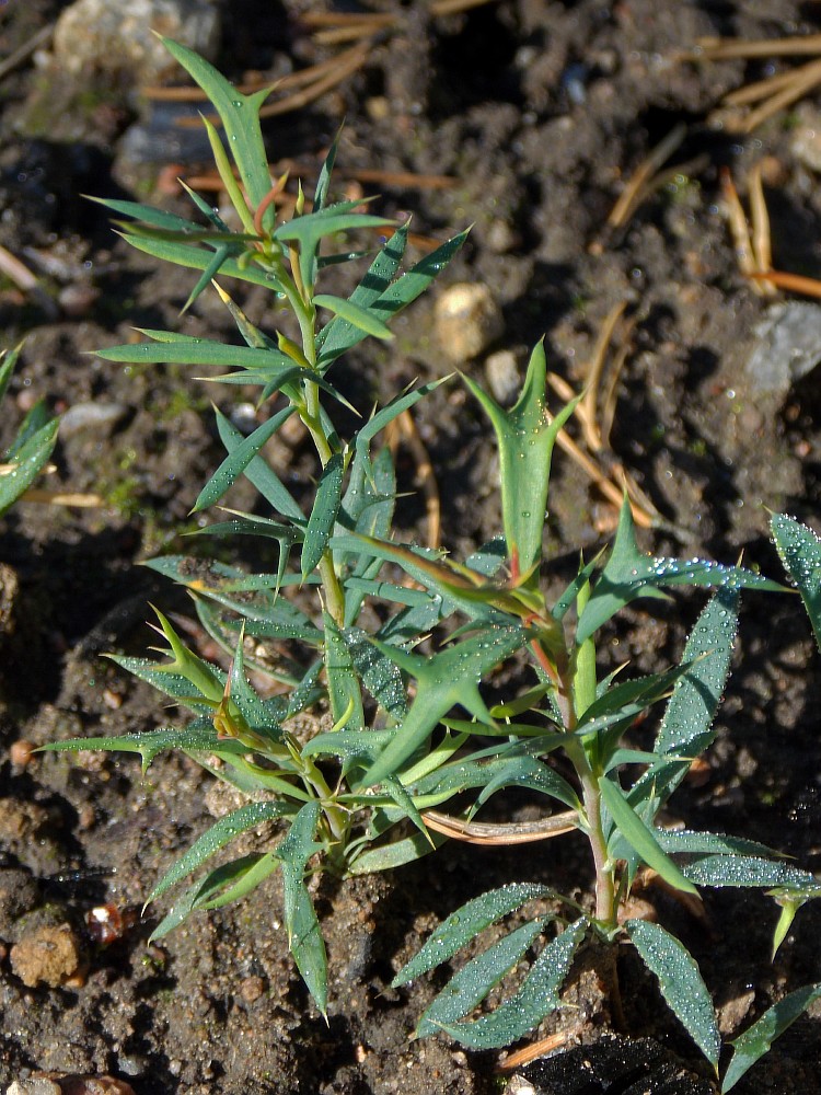 Image of Berberis empetrifolia specimen.