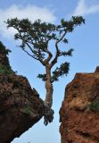 Boswellia dioscoridis. Взрослое дерево на краю скалы. Сокотра, плато Моми, окр. пещеры Хок. 02.01.2014.