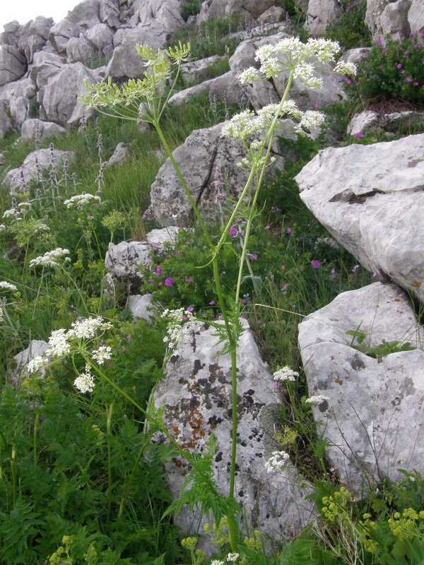 Image of Anthriscus sylvestris specimen.