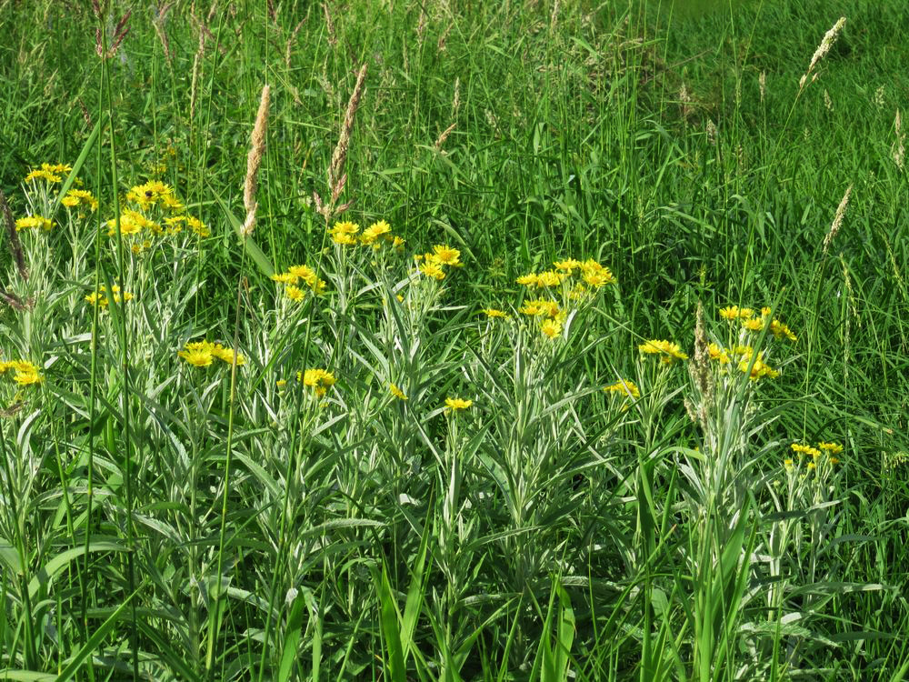 Image of Senecio tataricus specimen.