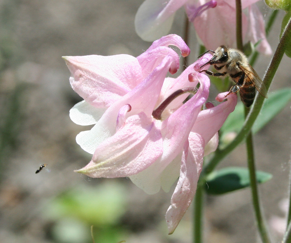 Изображение особи Aquilegia vulgaris.