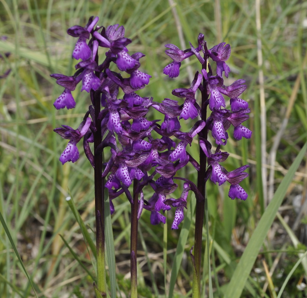 Image of Anacamptis morio ssp. caucasica specimen.