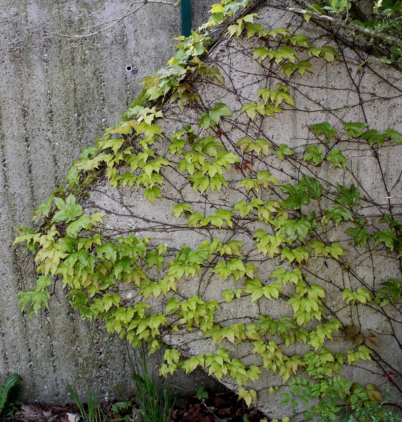 Image of Parthenocissus tricuspidata specimen.