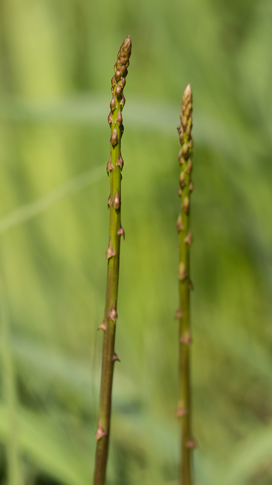 Изображение особи род Asparagus.